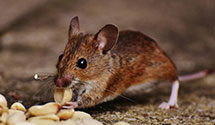 24 Hour & Emergency Exterminators in Star City, AR